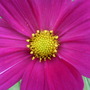 Cosmo