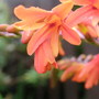 crocosmia (crocosmia)