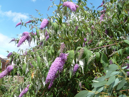 A garden flower photo (Buddleja davidii (Butterfly bush))