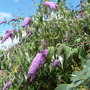 Budlea
