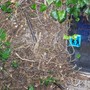 Ivy