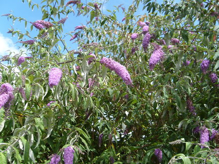 A garden flower photo (Buddleja davidii (Butterfly bush))
