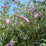 Buddleja davidii (Butterfly bush)