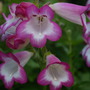 Penstemon CZAR (Penstemon 'Pensham Czar')