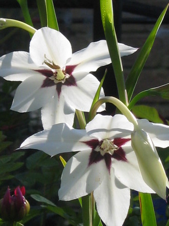 Acidanthera murielae (Acidanthera murieliae (Abyssinian Gladioulus))