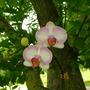 Phal under tree