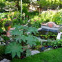 Photo update to Blog Pond Slogging -The Sequel