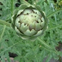 2008_globe_artichoke
