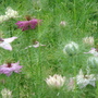 Nigella 'Persian Jewels' - Aug 08 (Nigella damascena (Love-in-a-mist))