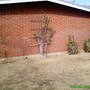Rose Bushes Before