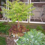 Tiger's Eye Sumac