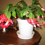 Christmas Cactus 2 years ago ( 05)