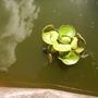 Water Hyacinth [Eichhornia Crassipes.] 08.08 (Eichhornia Crassipes)