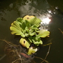 Water Lettuce [Pistia stratiotes.] 08.08 (Pistia stratiotes)