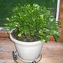 Christmas Cactus 07