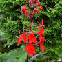 Lobelia cardinalis
