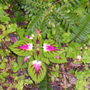 Picture_033