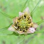 Cosmos Seed Head :)