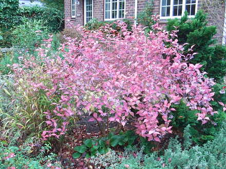 Callicarpa dichotoma (Callicarpa dichotoma)