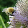 teasel