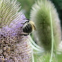 bee's bum