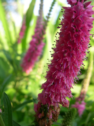 A garden flower photo (Veronica spicata)