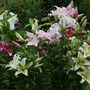 Lilium Hybrids Collection