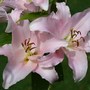 Lilium hybrids 'Willeke Alberti'