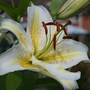 Lilium hybrids 'Gold Band'
