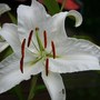 Lilium hybrids 'Casa Blanca'