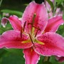 Lilium hybrids 'Stargazer'