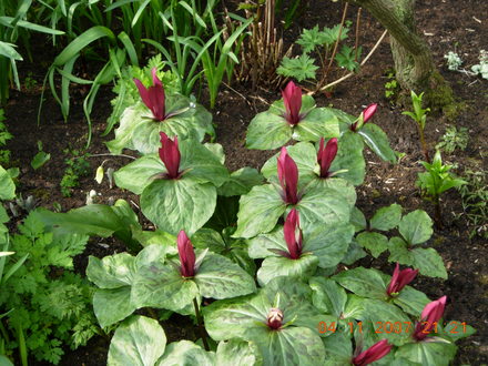 Trillium Stockton Bury Gardens (Trillium sessile)