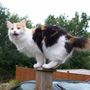 HELP !   I want to come down !