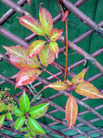 chinese virginia creeper (Parthenocissus henryana)