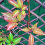 chinese virginia creeper (Parthenocissus henryana)