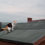 Climbing again.