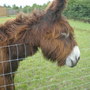 A DONKEY.AT HAMMERTON ZOO