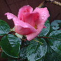 Dsc00079
