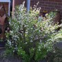 A garden flower photo