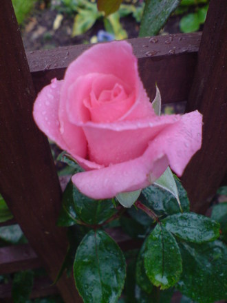 climbing rose 'high hopes' (Rosa 'High Hopes')