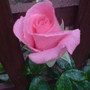 Rosa 'High Hopes'