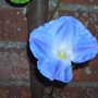Morning Glory