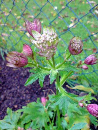 astrantia pink/cream (Astrantia major)