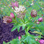 Astrantia major