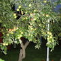 MY APPLE TREE AT KNIGHT