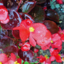 Dsc00086_edited