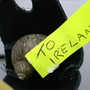 i dont know where the snails come from irish