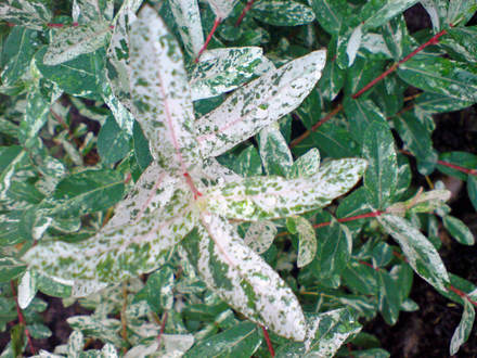 DSC00087_edited.jpg (Salix intergro)