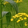 Tansy (Tanacetum vulgare (Common tansy))