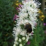 Liatris spicata